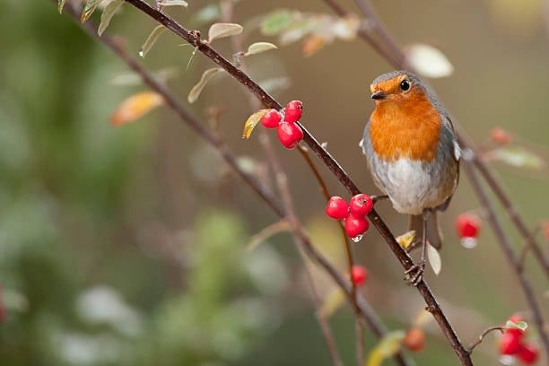 Tháng sinh Âm lịch của người nghĩa khí, hết lòng vì bạn bè - Ảnh 2.