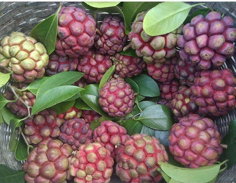 Loại quả mọc dại ở Việt Nam ít người biết, sang nước ngoài giá gần 600.000 đồng/kg - Ảnh 3.