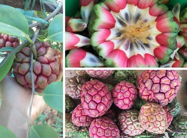 Loại quả mọc dại ở Việt Nam ít người biết, sang nước ngoài giá gần 600.000 đồng/kg - Ảnh 1.