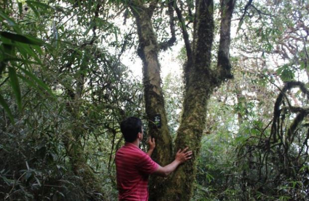 Đặc sản đắt đỏ bậc nhất Việt Nam, giá 680 triệu đồng/kg, ít người biết - Ảnh 1.