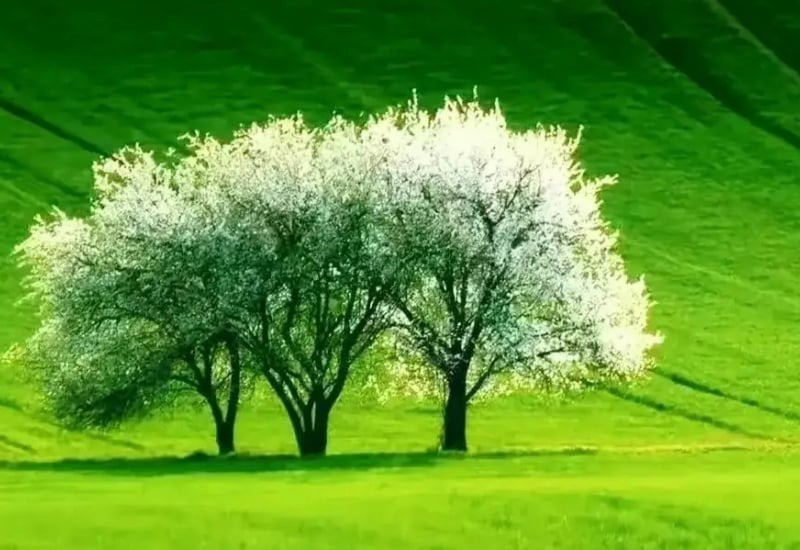 Tháng sinh Âm lịch của người được trời ban khí chất hơn người- Ảnh 1.