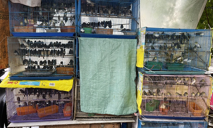Chim được bán cho các nghi lễ phóng sinh. (Ảnh: VOV)