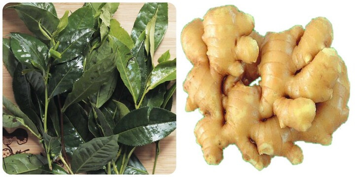 Uống nước chè xanh thêm vài lát gừng rất tốt cho sức khoẻ