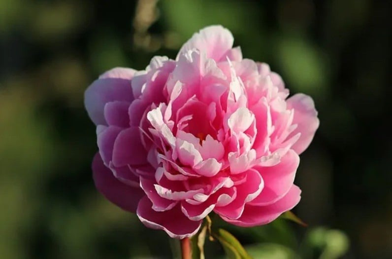 Tháng sinh Âm lịch của người có cuộc đời đẹp như mơ: Càng lớn tuổi càng thịnh vượng - Ảnh 2.