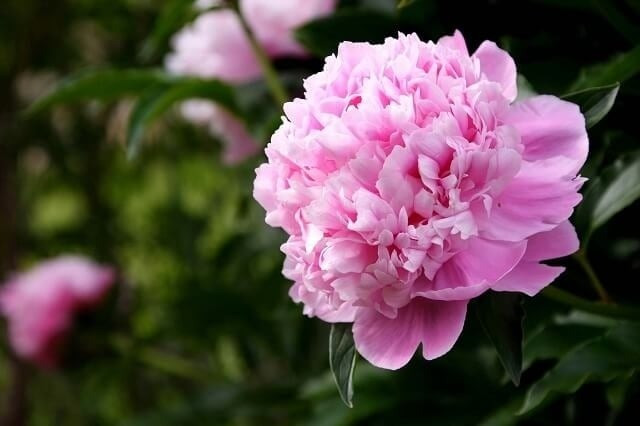 Tháng sinh Âm lịch của người có cuộc đời đẹp như mơ: Càng lớn tuổi càng thịnh vượng - Ảnh 1.