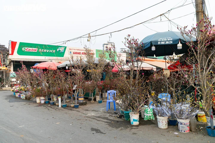 Đào, quất xuống phố, tiểu thương 'hốt bạc' ngay đầu vụ Tết - 2