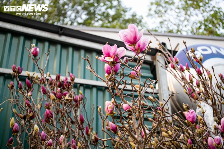 Đào, quất xuống phố, tiểu thương 'hốt bạc' ngay đầu vụ Tết - 17