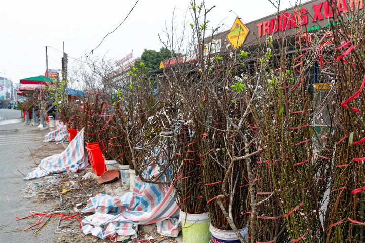 Đào, quất xuống phố, tiểu thương 'hốt bạc' ngay đầu vụ Tết - 3
