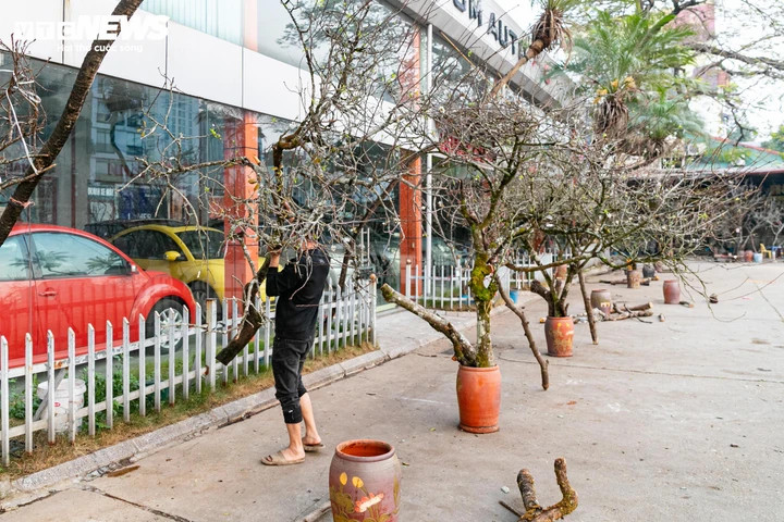 “Năm nay, nhiều cây nở sớm nên chúng tôi đưa hàng xuống bán sớm. Do là năm nhuận, thú chơi của người Hà Nội cũng đến sớm hơn. Từ đầu mùa đến nay, tôi đã bán được hơn 1 xe tải cành lê rừng”, anh Hoài Nam cho biết.