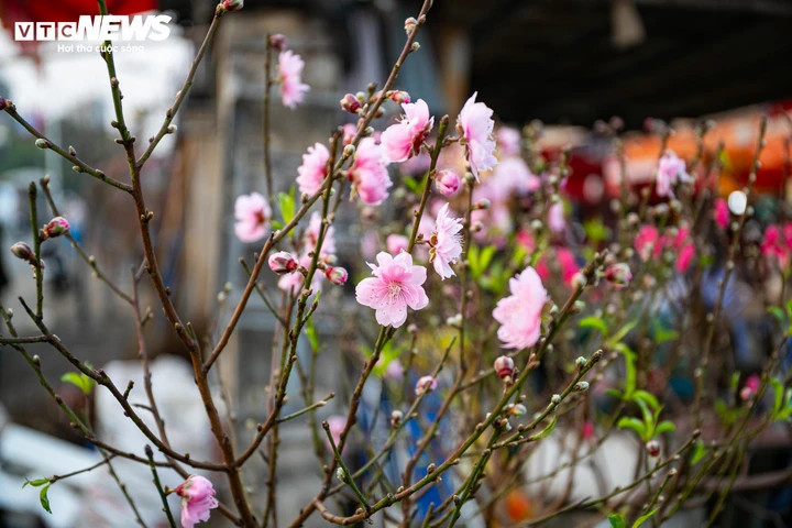 Đào, quất xuống phố, tiểu thương 'hốt bạc' ngay đầu vụ Tết - 8