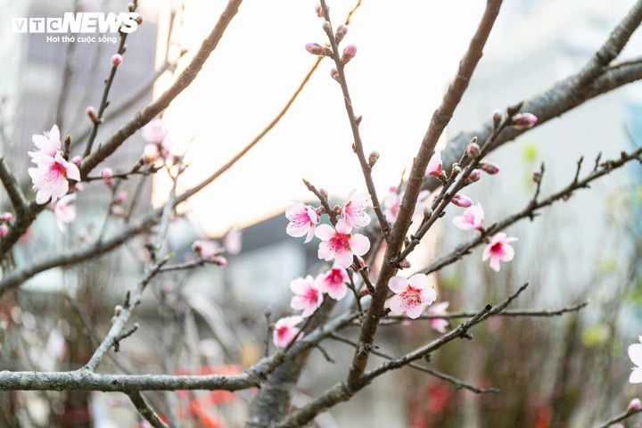 Đào, quất xuống phố, tiểu thương 'hốt bạc' ngay đầu vụ Tết - 10