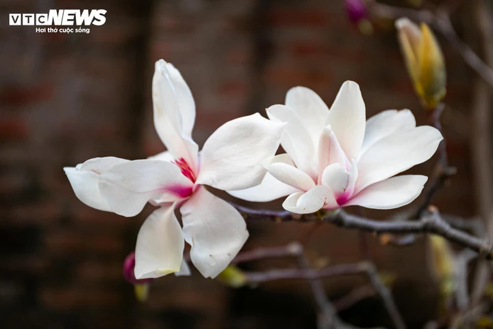 Đào, quất xuống phố, tiểu thương 'hốt bạc' ngay đầu vụ Tết - 18