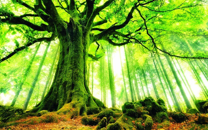 Mệnh Mộc gắn liền với hình ảnh cây cối.