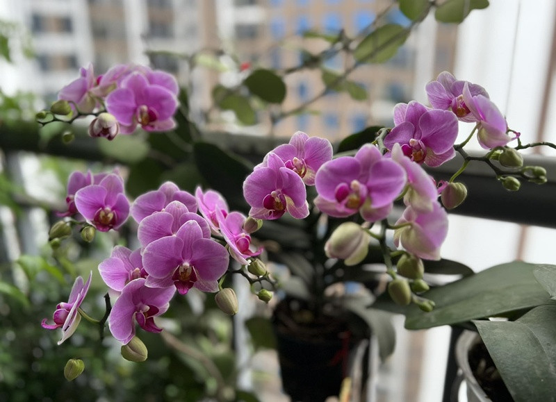 Khu vườn rực rỡ của MC Diễm Quỳnh được chồng cô mát tay chăm sóc- Ảnh 26.