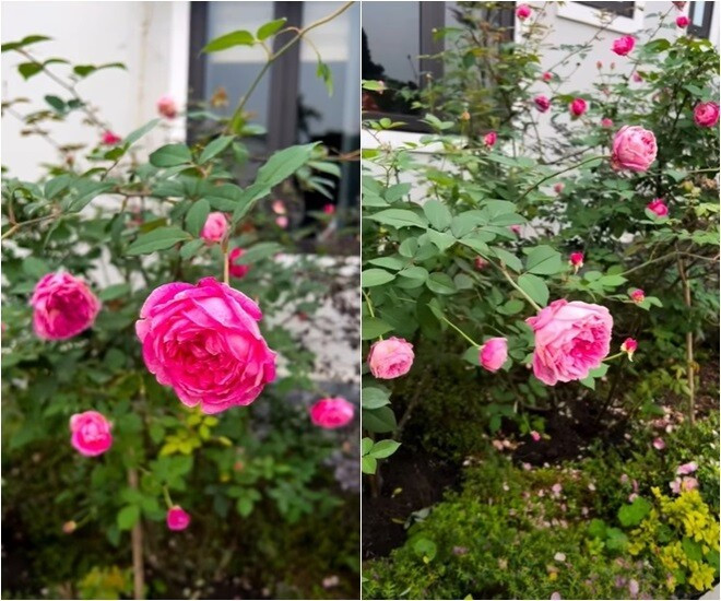 MC Diễm Quỳnh có khu vườn mùa đông đầy sắc màu tuyệt đẹp - Ảnh 10.