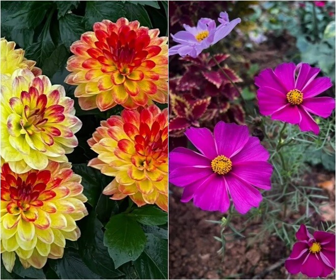 MC Diễm Quỳnh có khu vườn mùa đông đầy sắc màu tuyệt đẹp - Ảnh 6.