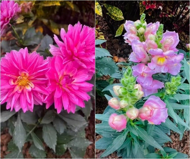 MC Diễm Quỳnh có khu vườn mùa đông đầy sắc màu tuyệt đẹp - Ảnh 7.