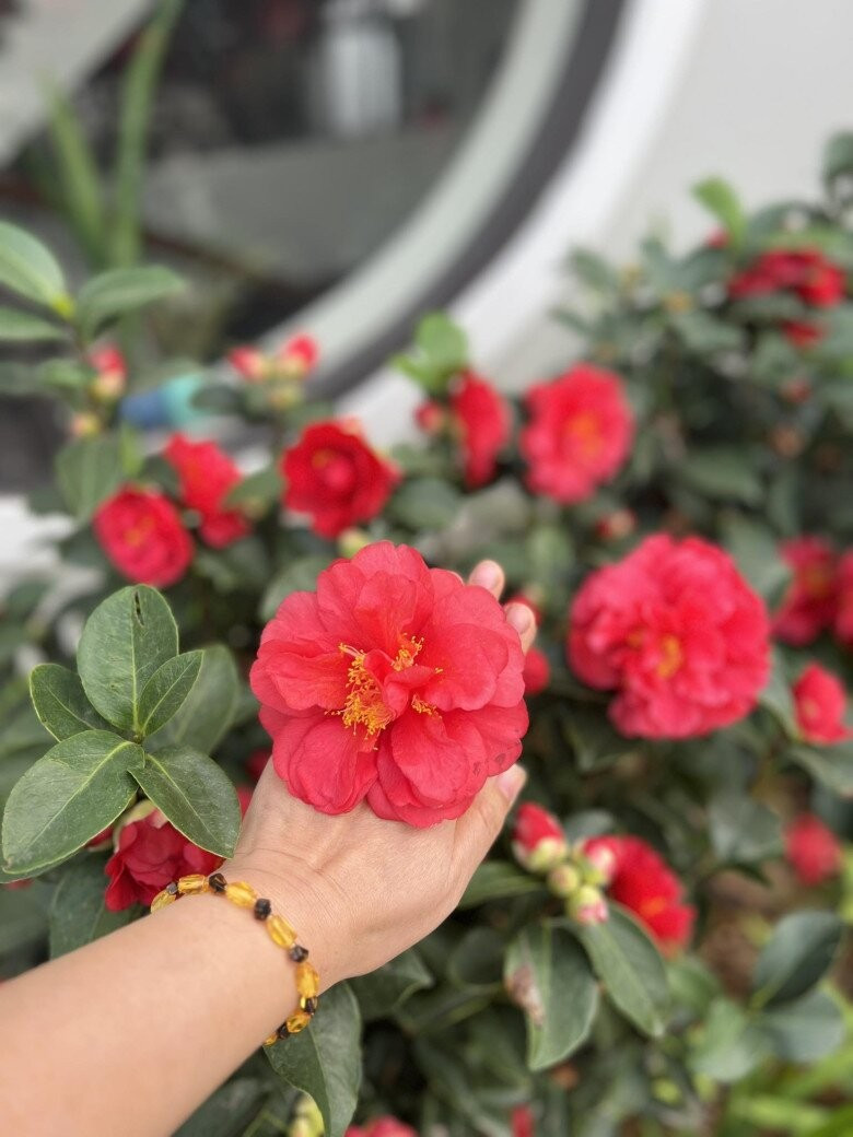 Khu vườn rực rỡ của MC Diễm Quỳnh được chồng cô mát tay chăm sóc- Ảnh 3.