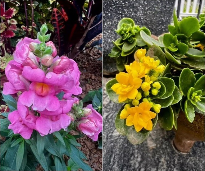 MC Diễm Quỳnh có khu vườn mùa đông đầy sắc màu tuyệt đẹp - Ảnh 9.