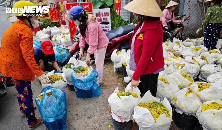 Người dân đến cửa hàng chị Thu Ba để mua cúc mâm xôi nở sớm.