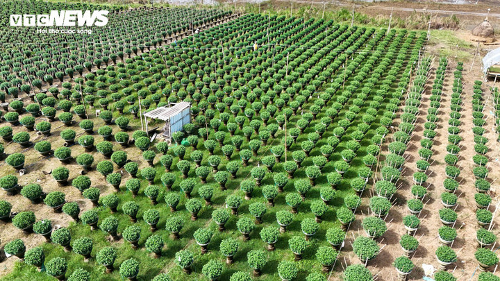 Làng hoa Nghĩa Hiệp, xã Vệ Giang, tỉnh Quảng Ngãi từ lâu được xem là thủ phủ hoa cúc của miền Trung. Cúc Nghĩa Hiệp nổi tiếng bởi dáng cây khỏe, bông to tròn, cánh dày, màu vàng tươi lâu phai. Cứ mỗi độ tháng Chạp về, cả làng lại tất bật chăm bón, canh từng đợt nắng mưa để hoa nở đúng dịp.