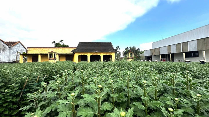 Ông Bùi Đình Hoàng (nông dân trồng hoa cúc có tiếng ở Nghĩa Hiệp) cho biết gia đình ông trồng hơn 1.500 chậu hoa cúc, với nhiều kích cỡ từ 50cm - 1m. Dù còn cả tháng nữa mới đến Tết, nhưng toàn bộ số hoa đã được thương lái từ Đà Nẵng đặt cọc mua hết. “Không chỉ vườn tôi mà hầu hết các vườn trong thôn đều đã có người đặt cọc mua sạch. Giá hoa năm nay cũng cao hơn so với mọi năm nên ai cũng phấn khởi”, ông Hoàng nói.