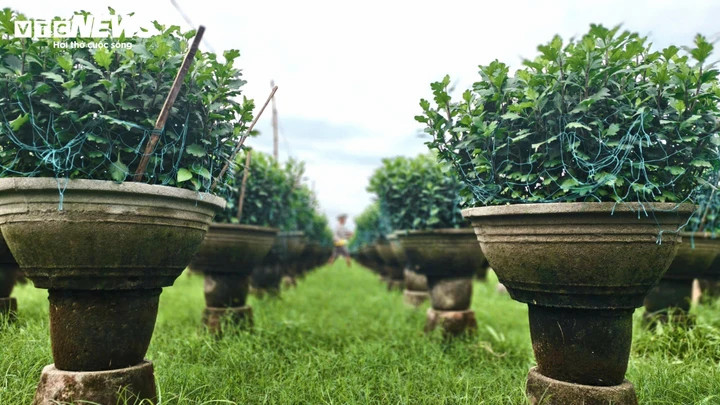 Được biết, hoa cúc càng đẹp càng được giá. Những chậu hoa được thương lái chọn mua giá cao lá phải xanh tốt, dáng đẹp và không bị bệnh, nụ hoa phải to, cây phải cao… Năm nay, mặt bằng giá nhìn chung tăng so với vụ Tết trước từ 10.000 – 50.000 đồng/chậu, tùy kích cỡ và chất lượng.