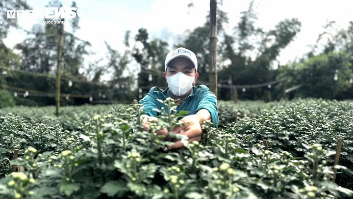 Theo các nhà vườn, năm nay chi phí sản xuất tăng đáng kể, đặc biệt là phân bón, thuốc bảo vệ thực vật đều tăng giá. Thời tiết đầu vụ mưa kéo dài cũng làm tỷ lệ hao hụt cao hơn. Tuy nhiên, nhờ nhu cầu thị trường lớn, nguồn cung ở nhiều vùng bị ảnh hưởng bởi mưa lũ, nên giá hoa cúc Tết tại Nghĩa Hiệp tăng cao so với năm trước, bù đắp chi phí và mang lại lợi nhuận khá cao cho người nông dân.