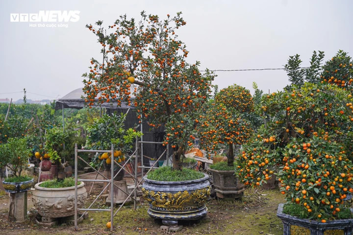 Độc lạ quýt cảnh hình ngựa giá hàng chục triệu đồng - 13