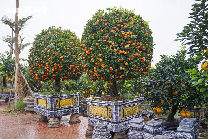 Độc lạ quýt cảnh hình ngựa giá hàng chục triệu đồng - 12