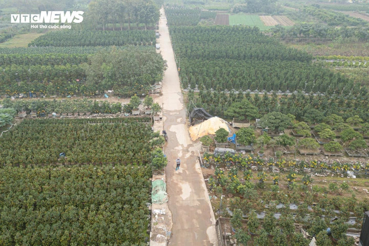 Độc lạ quýt cảnh hình ngựa giá hàng chục triệu đồng插图 Khoảng 1 tháng trước Tết Nguyên đán Bính Ngọ, thủ phủ quất cảnh Văn Giang (Hưng Yên) đã rộn ràng vào mùa kinh doanh sôi động nhất năm. Hàng loạt sản phẩm độc lạ được tung ra thị trường, phục vụ nhu cầu ngày càng cao của người dân.