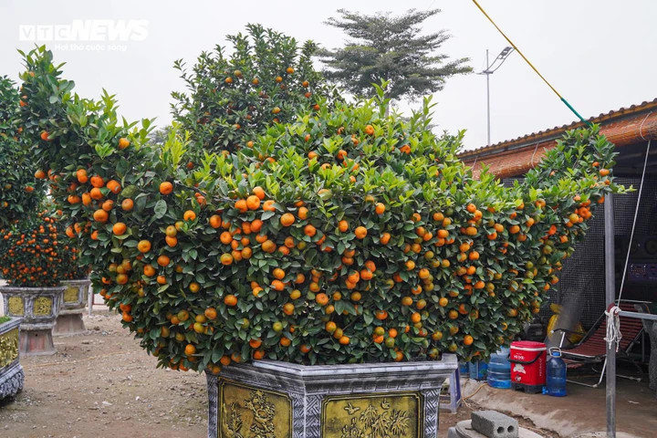 Độc lạ quýt cảnh hình ngựa giá hàng chục triệu đồng插图7 Độc lạ quýt cảnh hình ngựa giá hàng chục triệu đồng - 8