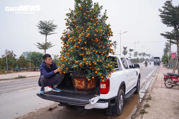 Nhiều khách hàng tranh thủ vận chuyển cây về nhà để trưng bày, chơi Tết sớm.