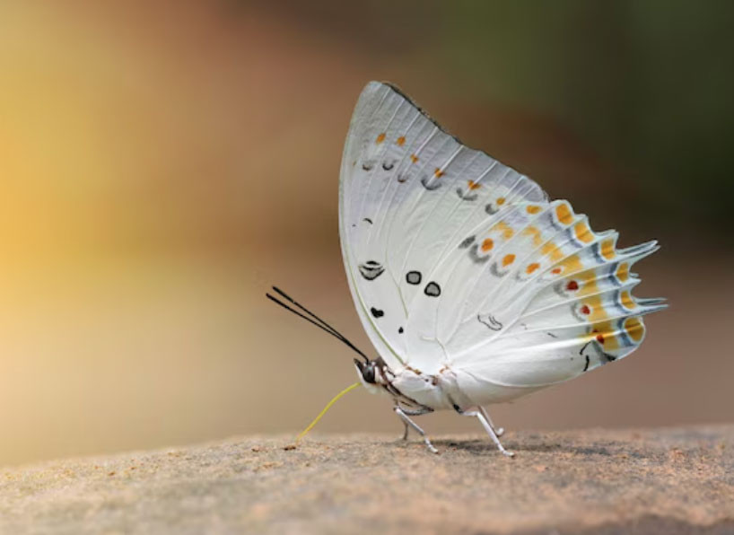 Tử vi tiết lộ 5 khung giờ sinh được coi là 'mệnh có của' - Ảnh 3.