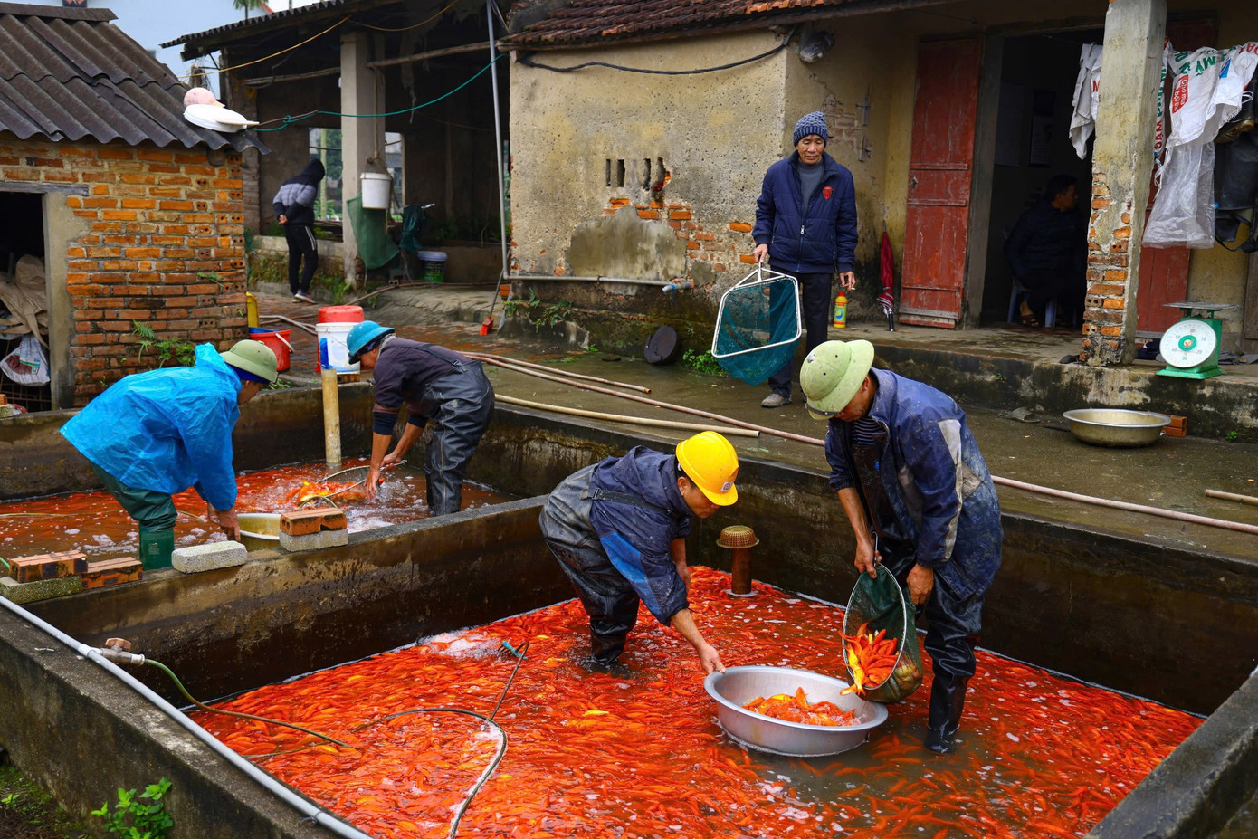 Nhộn nhịp thủ phủ cá chép đỏ cúng Tết ông Công, ông Táo插图5 z7431053205735-8cc3ec2034eb145d39314eeed5ab1da0.jpg