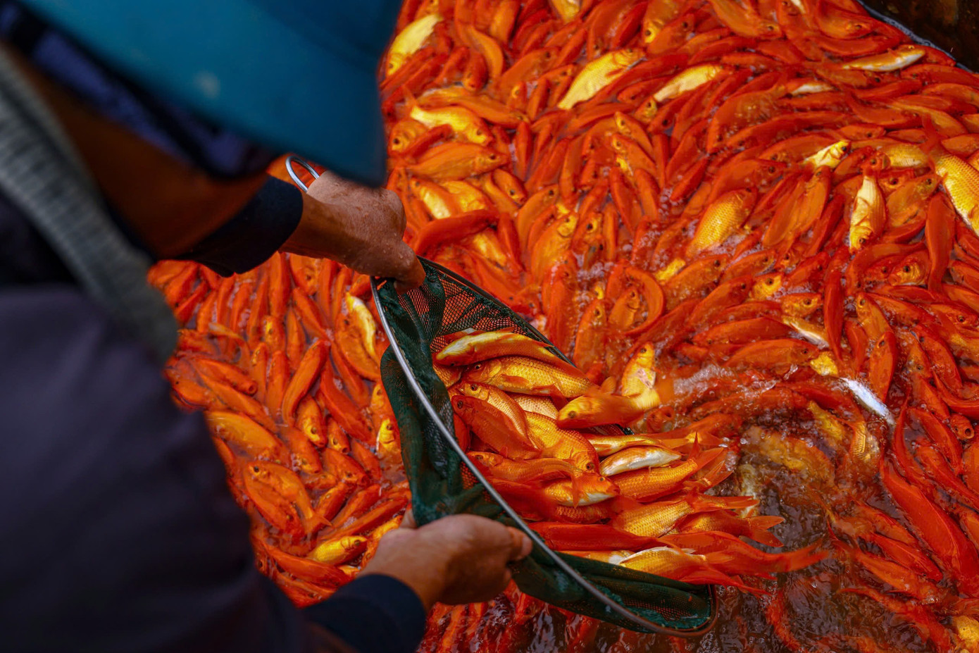 Nhộn nhịp thủ phủ cá chép đỏ cúng Tết ông Công, ông Táo插图7 z7431053199061-cee4502c509a84220b05bdc229abc846.jpg