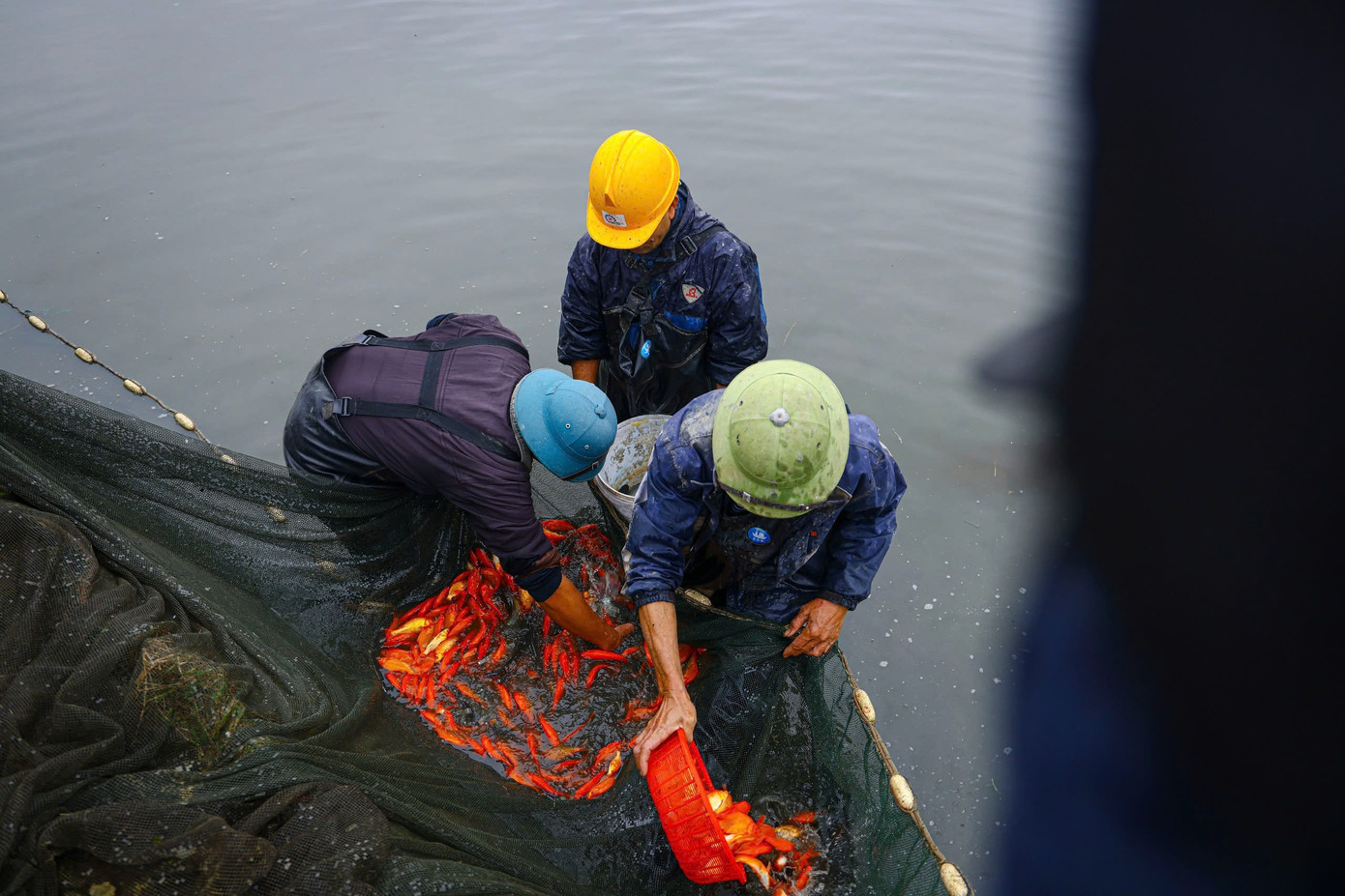 Nhộn nhịp thủ phủ cá chép đỏ cúng Tết ông Công, ông Táo插图4 z7431053232925-76b669d7c13f2e89cd4d68bcc3a2a46b.jpg