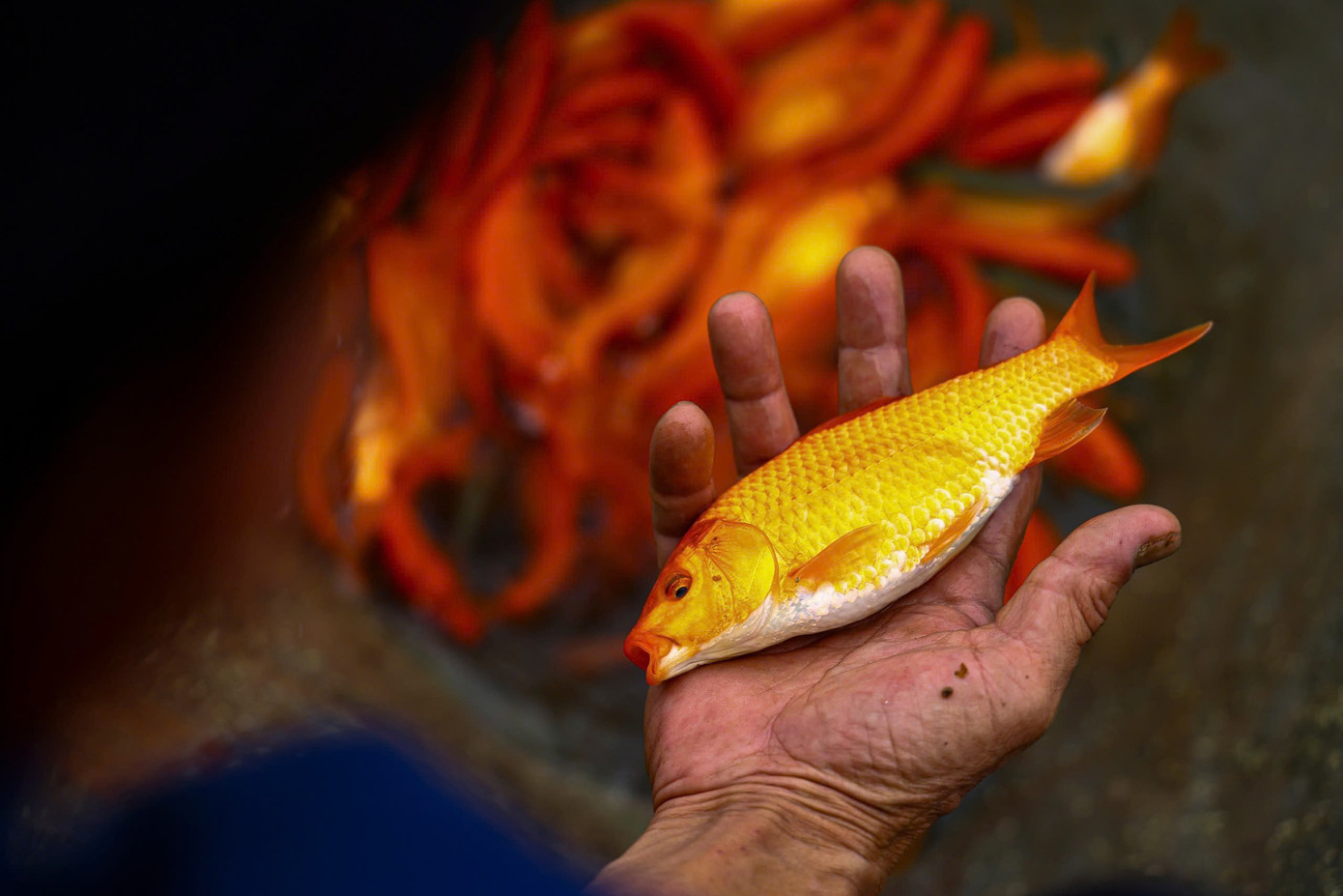 Nhộn nhịp thủ phủ cá chép đỏ cúng Tết ông Công, ông Táo插图8 z7431053326831-e1f1e91c3df7e69c3430bc82ad0aff3a.jpg