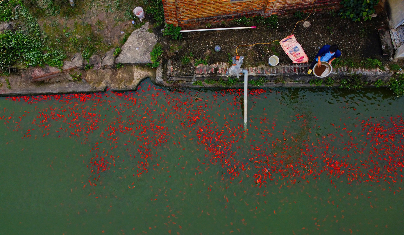 Nhộn nhịp thủ phủ cá chép đỏ cúng Tết ông Công, ông Táo插图1 z7431053343812-14451a9d7901710d2e466020990be1e6.jpg