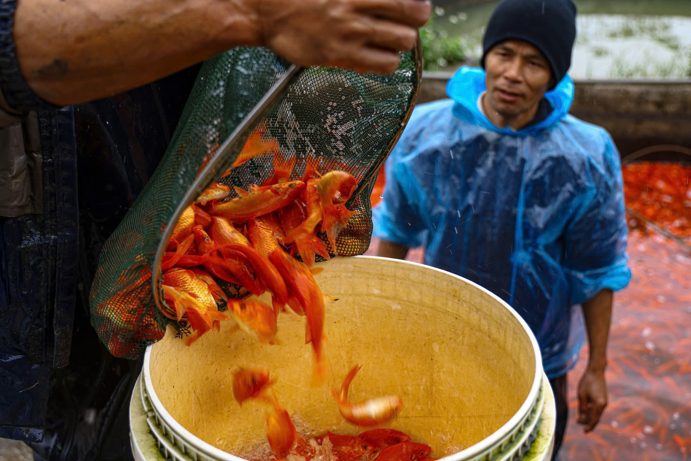 Nhộn nhịp thủ phủ cá chép đỏ cúng Tết ông Công, ông Táo插图6 z7431053319319-e5aac35f536d17a2312111af5c0d1c0c.jpg