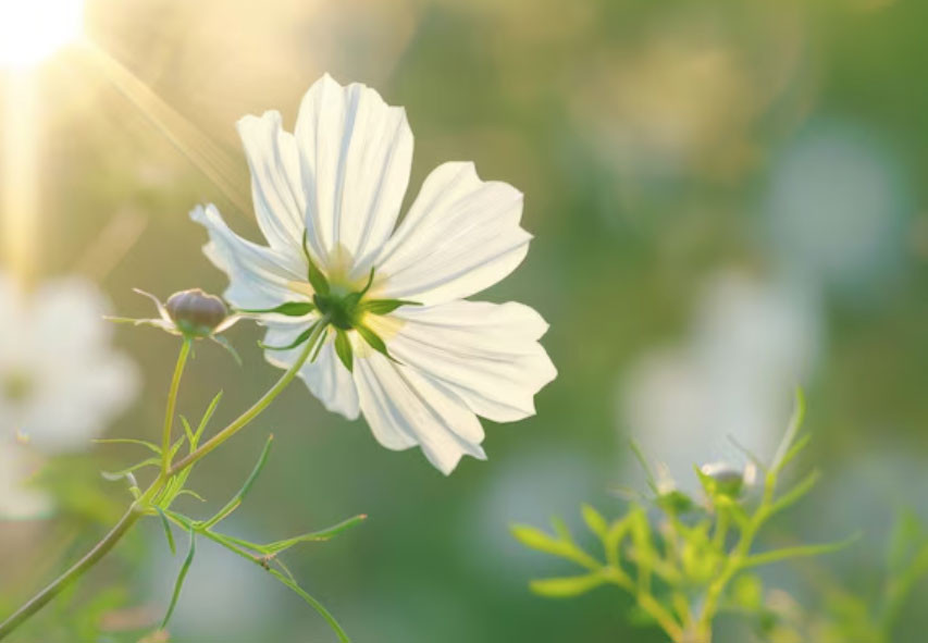 Sinh vào các ngày Âm lịch này thường có tư duy sắc bén, sự nghiệp khó ai bì kịp - Ảnh 3.