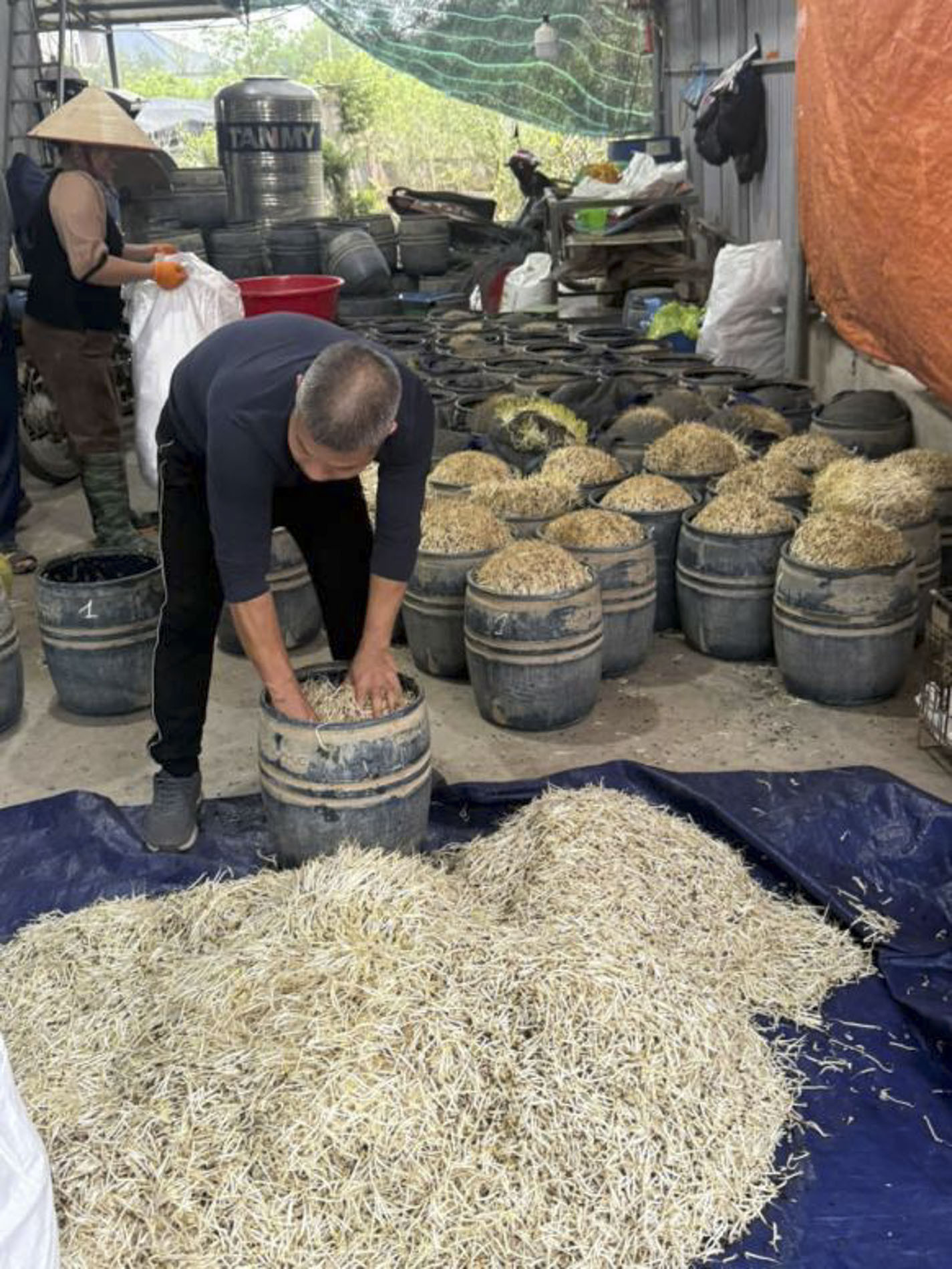 giá đỗ có chất cấm.JPG