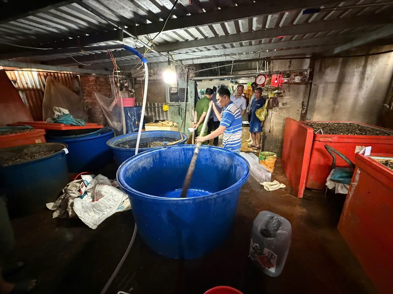 Công an TPHCM công bố hình ảnh bên trong cơ sở ngâm ốc bươu bằng hoá chất插图2 Công an TPHCM công bố hình ảnh bên trong cơ sở ngâm ốc bươu bằng hoá chất - Ảnh 3.