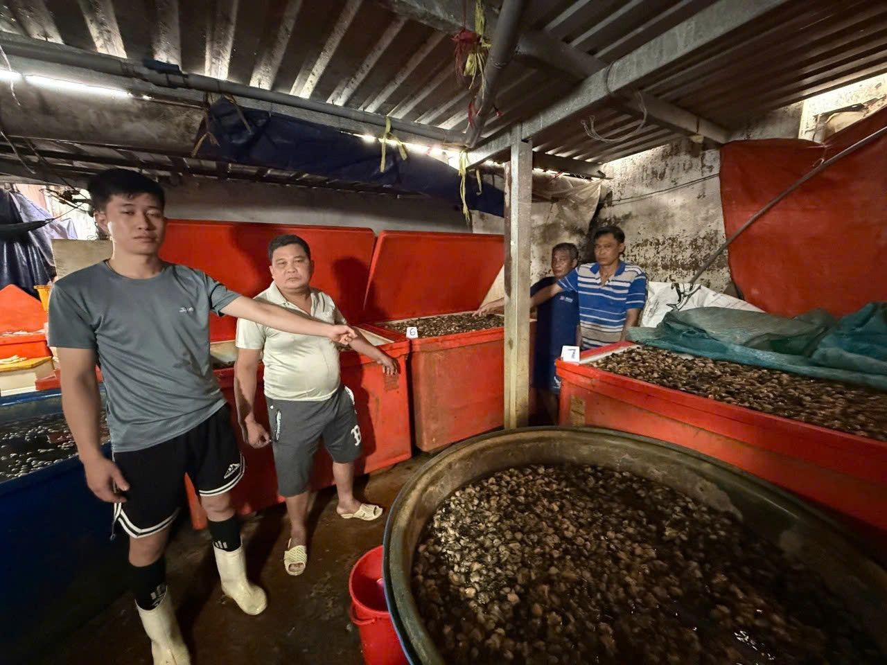 Công an TPHCM công bố hình ảnh bên trong cơ sở ngâm ốc bươu bằng hoá chất插图3 Công an TPHCM công bố hình ảnh bên trong cơ sở ngâm ốc bươu bằng hoá chất - Ảnh 4.