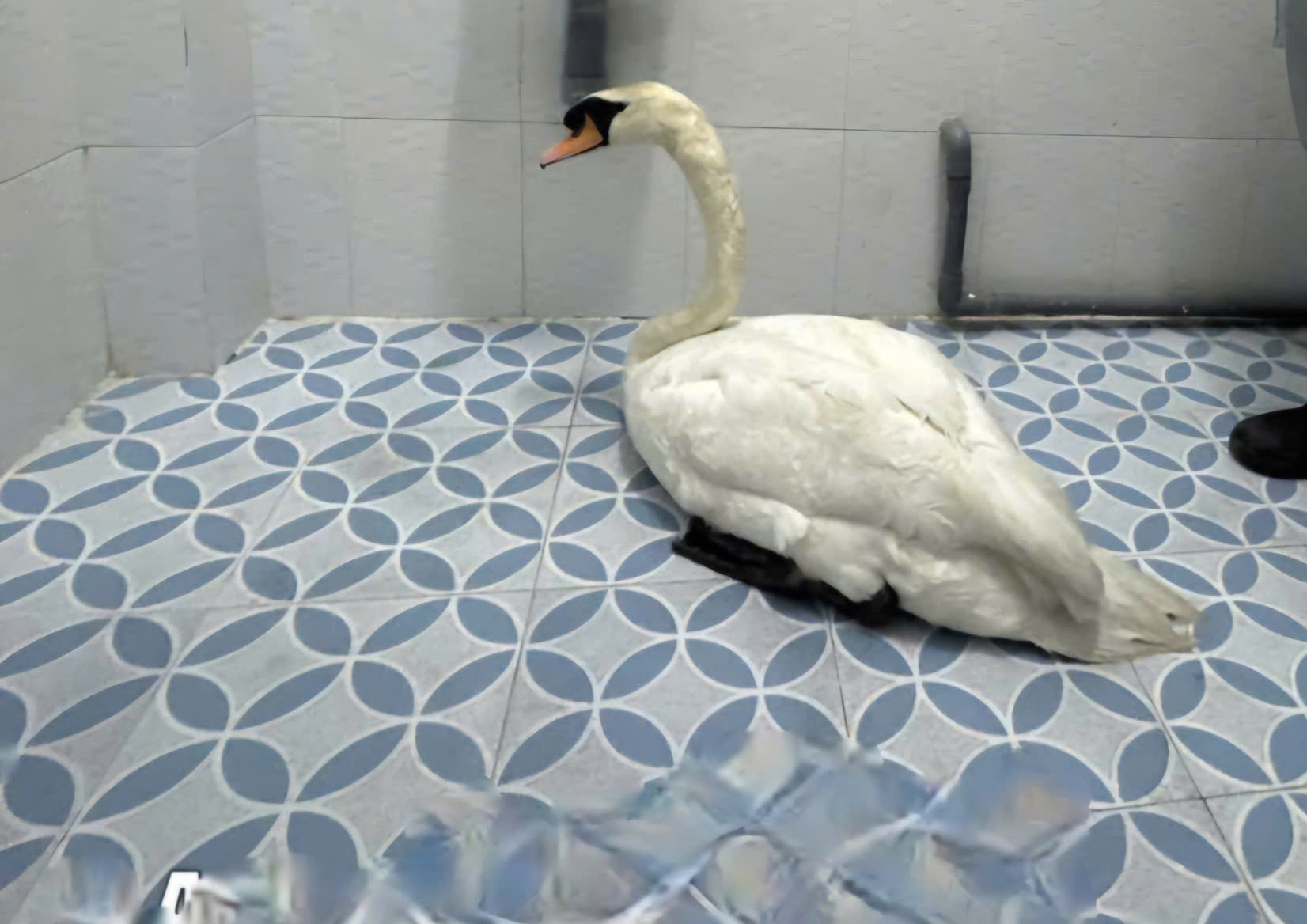 Công an TPHCM thông tin chính thức vụ trộm thiên nga trắng trong Thảo Cầm Viên插图1 Công an TPHCM điều tra vụ trộm thiên nga trắng ở Thảo Cầm Viên Sài Gòn - Ảnh 2.