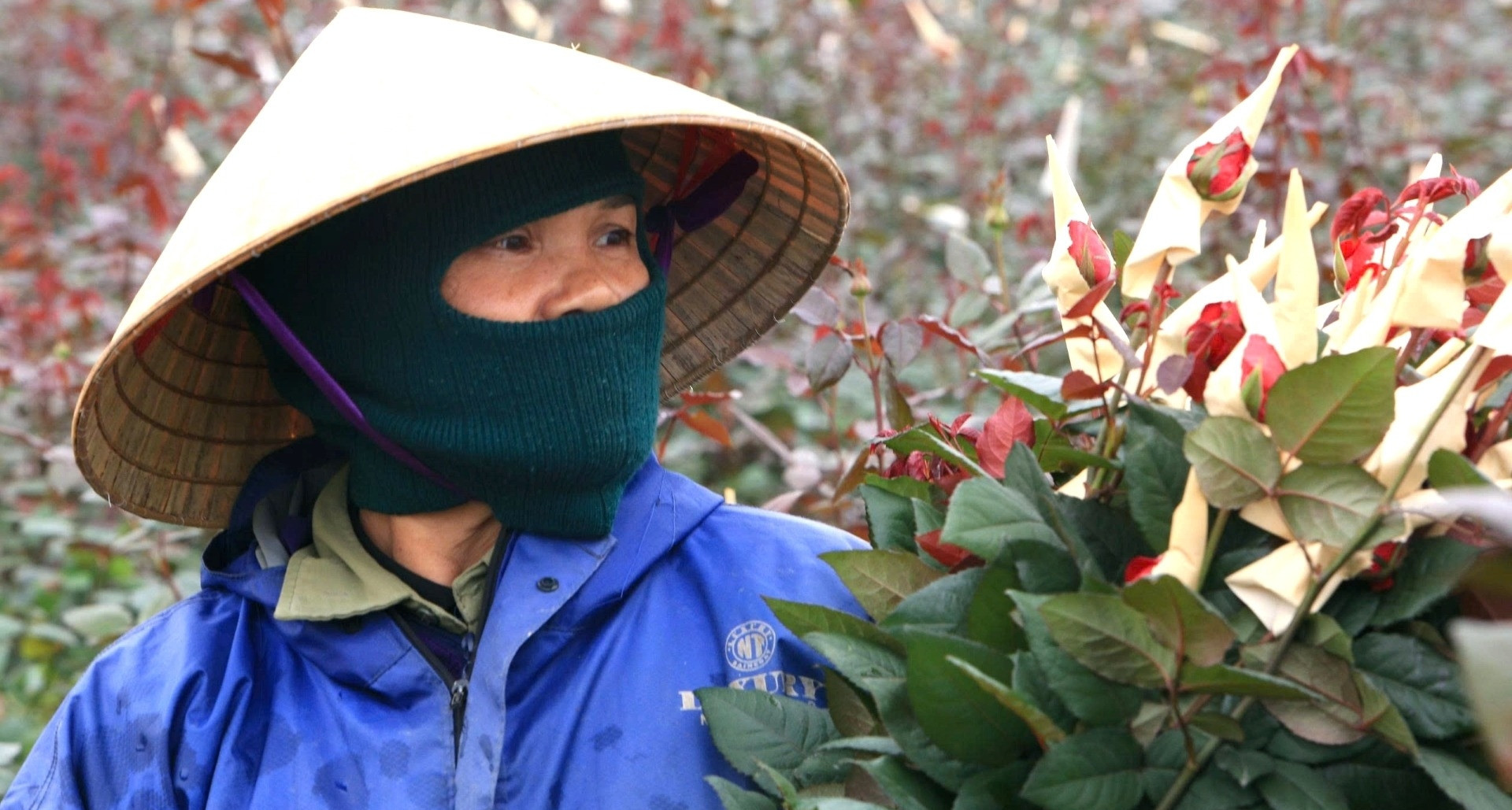 Thuê đào cổ chơi Tết nở rộ ở Thanh Hóa, có cây giá tới 150 triệu đồng插图7 Thuê đào cổ chơi Tết nở rộ ở Thanh Hóa, có cây giá tới 150 triệu đồng插图7