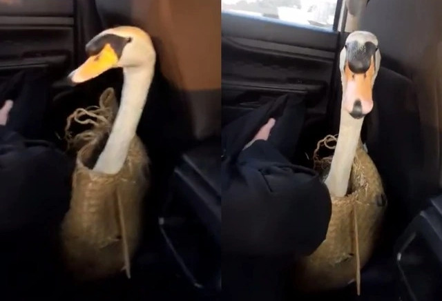 Công an TPHCM thông tin chính thức vụ trộm thiên nga trắng trong Thảo Cầm Viên插图2 Công an TPHCM thông tin chính thức vụ trộm thiên nga trắng trong Thảo Cầm Viên插图2