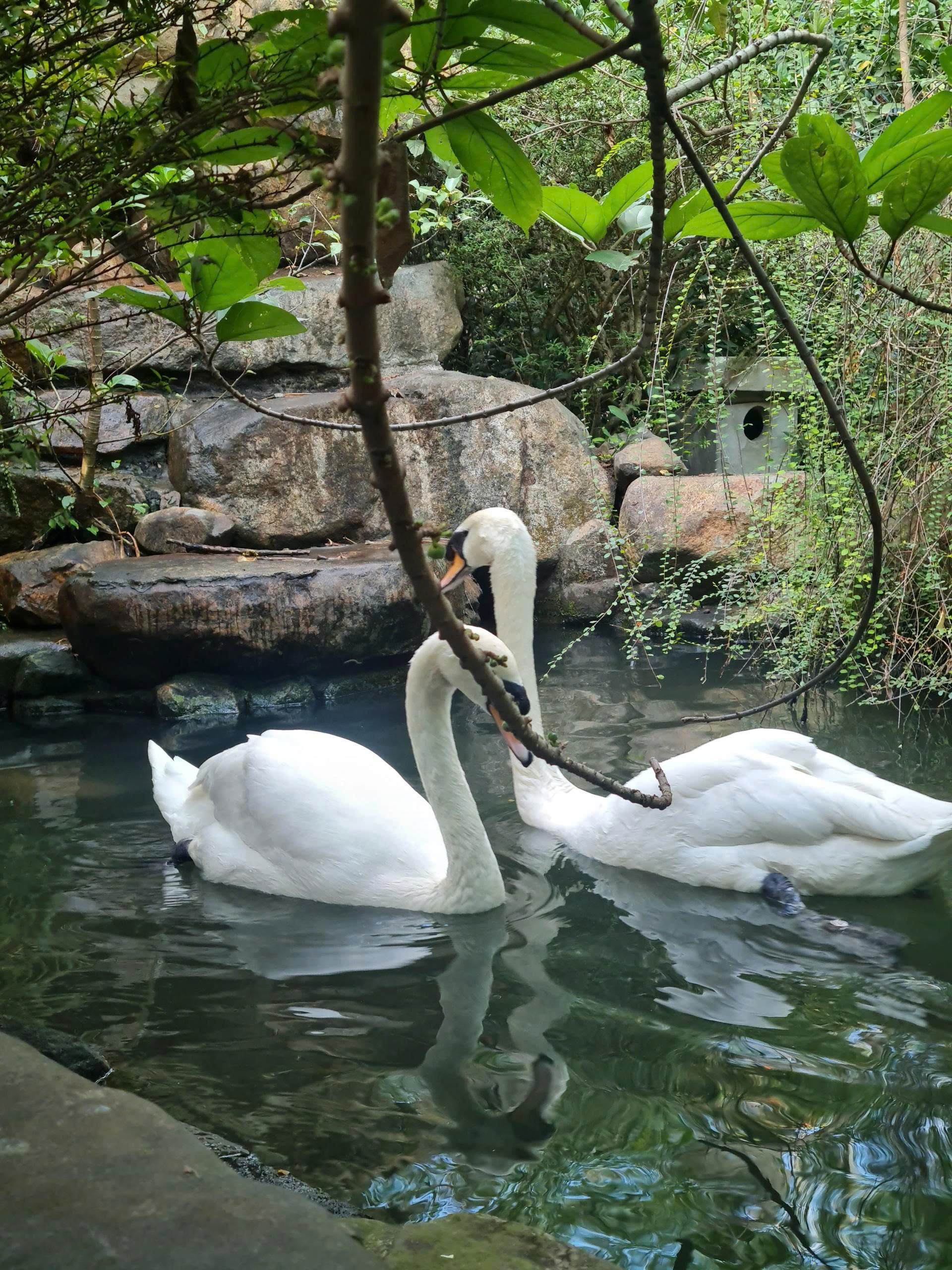 Thiên nga trắng bị trộm nhét vào ba lô mang khỏi Thảo Cầm Viên Sài Gòn插图 Thiên nga trắng bị nhét ba lô, trộm khỏi Thảo Cầm Viên - Ảnh 2.