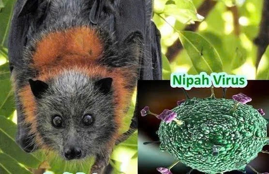 Virus Nipah nguy hiểm ra sao mà châu Á siết kiểm soát sân bay?插图3 Virus Nipah nguy hiểm ra sao mà châu Á siết kiểm soát sân bay?插图3