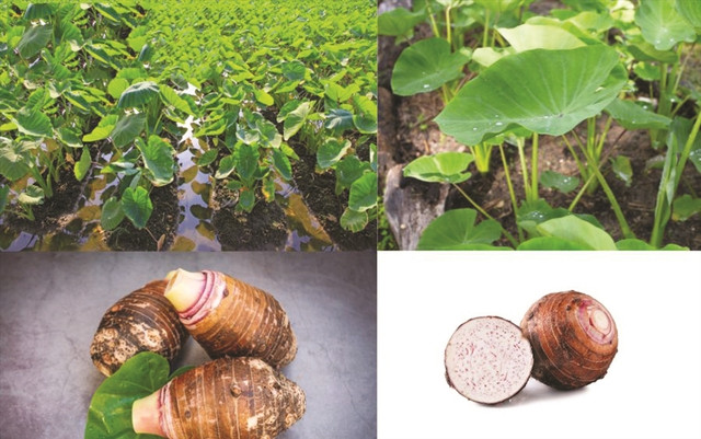 Bất ngờ với loại củ giàu kali gấp 30 lần nấm hương, hỗ trợ xương chắc khỏe, chế biến thành nhiều món ngon - Ảnh 2.